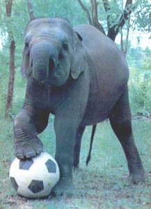 Gajah Bermain Bola