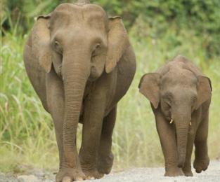 Gajah Sumatera Fauna Indonesia
