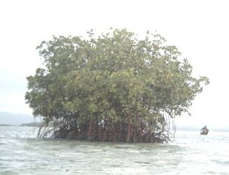 mangrove wisata alam