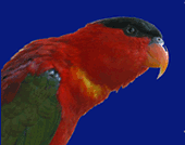 rain forest bird Lorius domicella