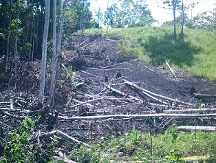 degradation land Palm Oil Industries 