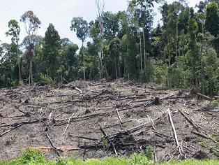 logging forest destructive