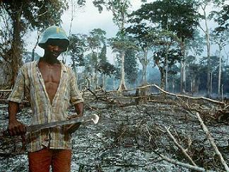 kerusakan hutan akibat ulah manusia