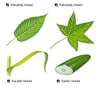 vein leaf