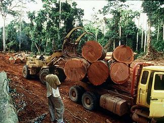 logging forest indonesia