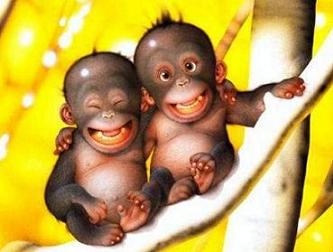 smile orangutan biodiversity