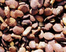 pongamia pinnata seed