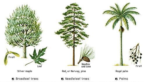 kinds of trees
