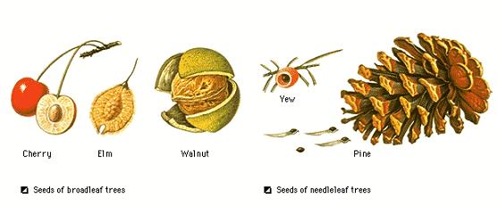 kinds of seed